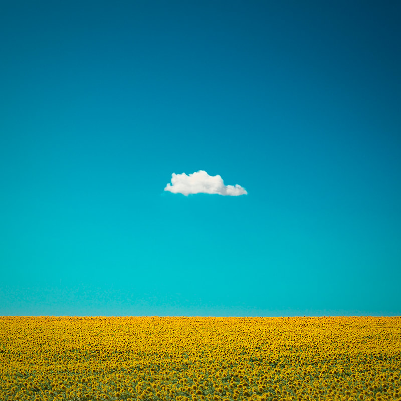 One lone cloud over sunflower field. Fine art photo print. Modern minimalist photography.